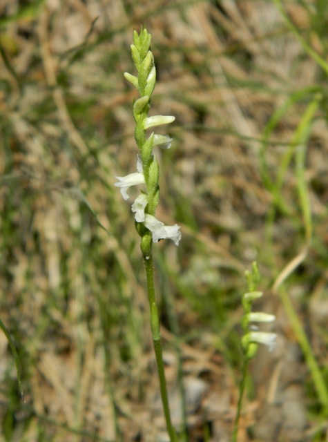 Spiranthes aestivalis in provincia della Spezia.